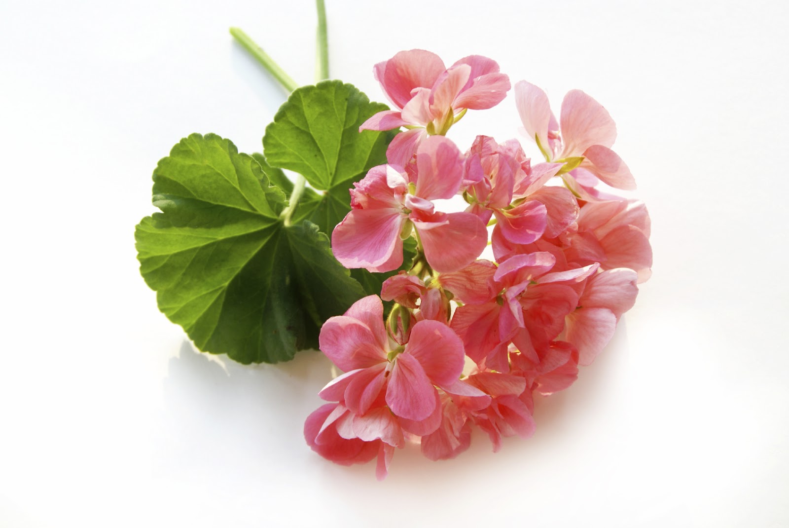 You will learn to immediately recognize the distinctive, one-of-a-kind aroma of Organic Rose Geranium Essential Oil.