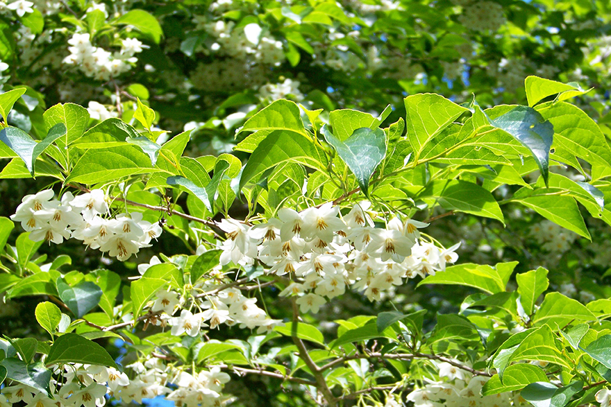 Image of a styrax benzoin tree with blosoms