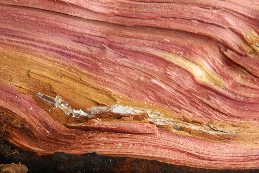 Image of a Ceder wood log