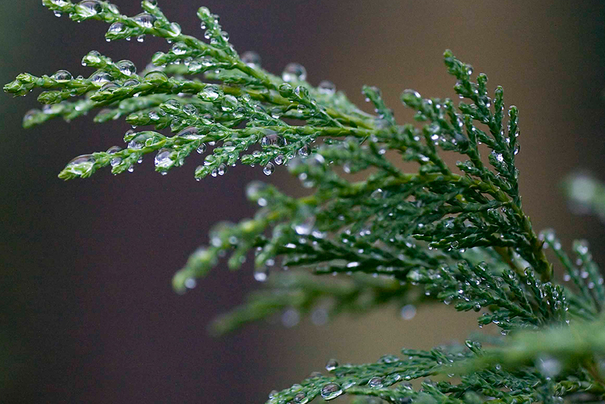 image of Cypress Leaf