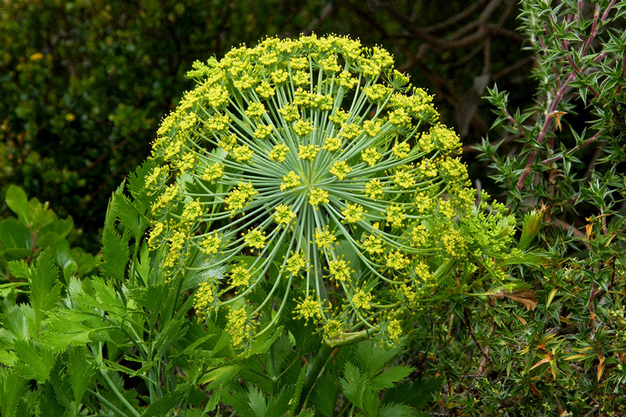 Image of Galbanum flower