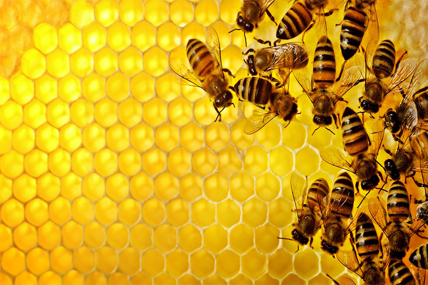 Image of bees making honey