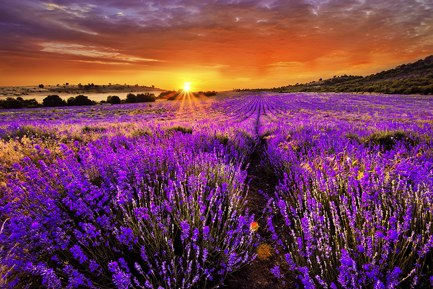 There is scientific evidence to support the health benefits of lavender essential oil