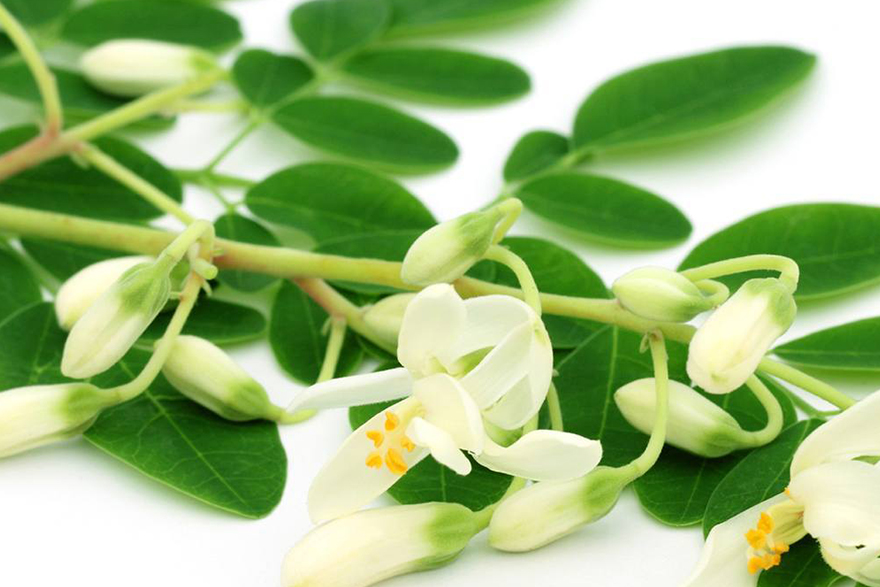 Known for its oxidative stability, moringa oil has a shelf life of up to five years. The phytonutrients in the oil help keep skin and hair healthy.