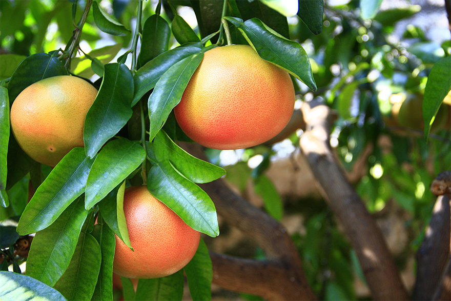 Image of Pink Grapefruit on a tree