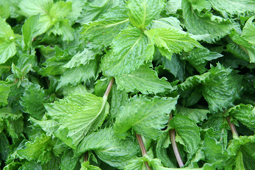 Image of Spearmint growing in a bunch